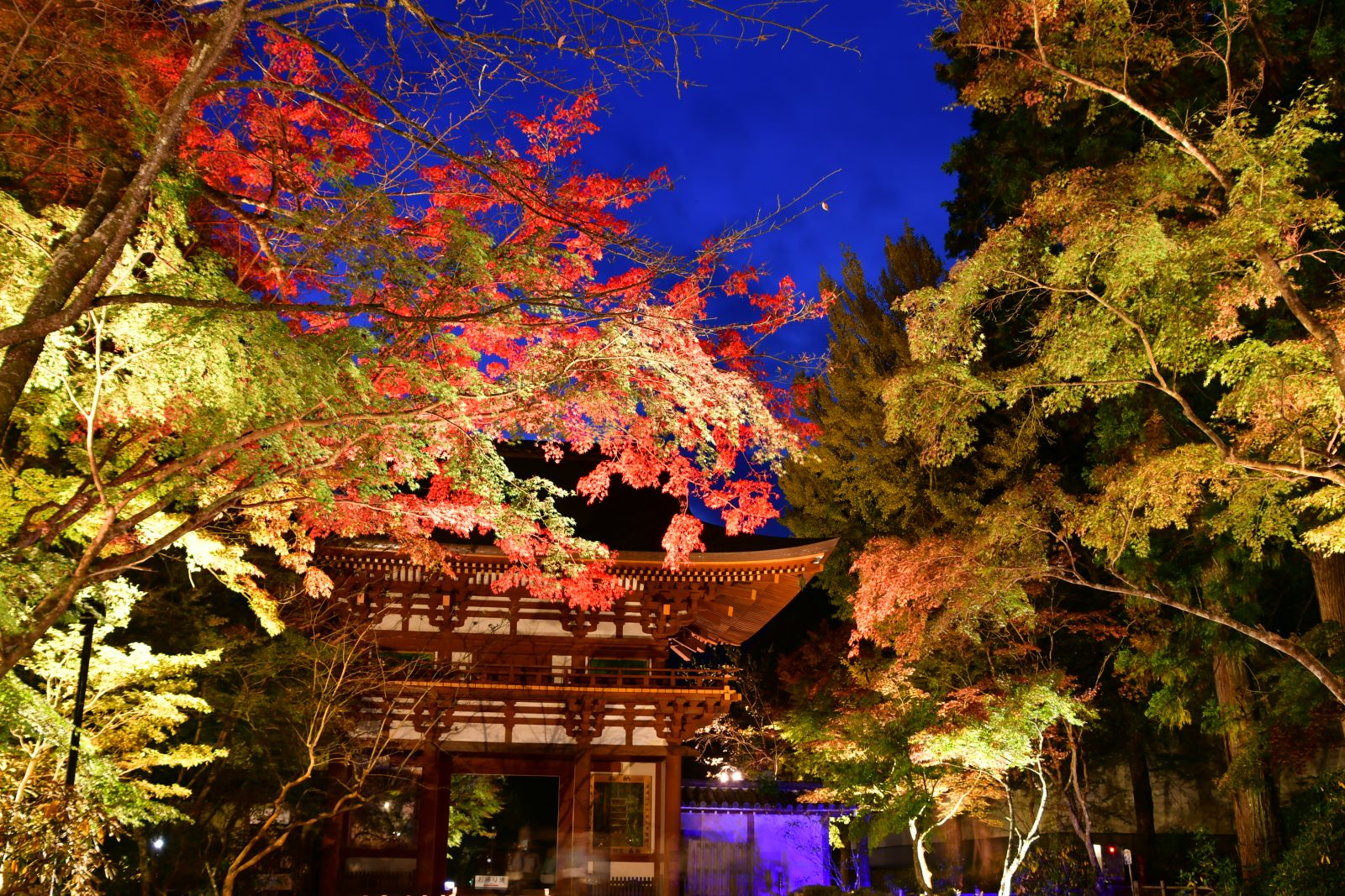 室生寺/红叶灯光形象