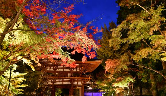 室生寺/红叶灯光形象