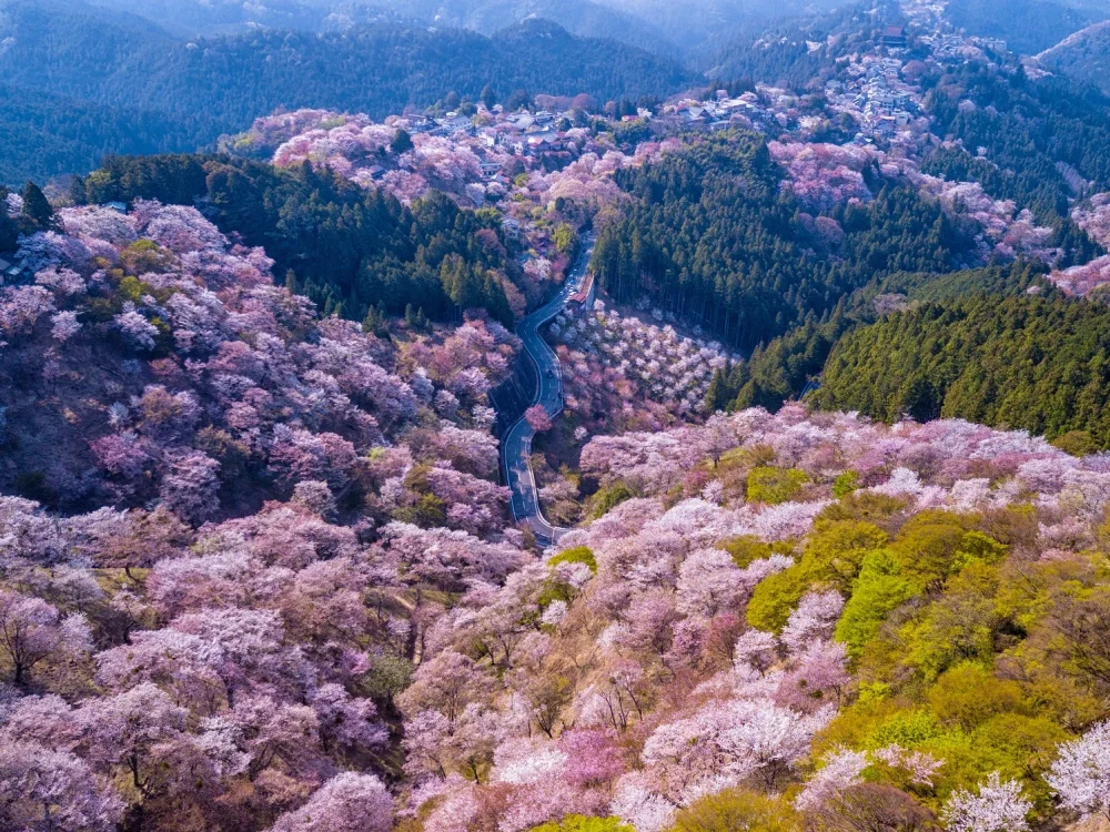 围绕包租观光出租车金峰山寺、吉野神宫、吉水神社的吉野山路线