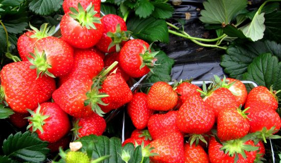 Asuka Strawberry Picking Park