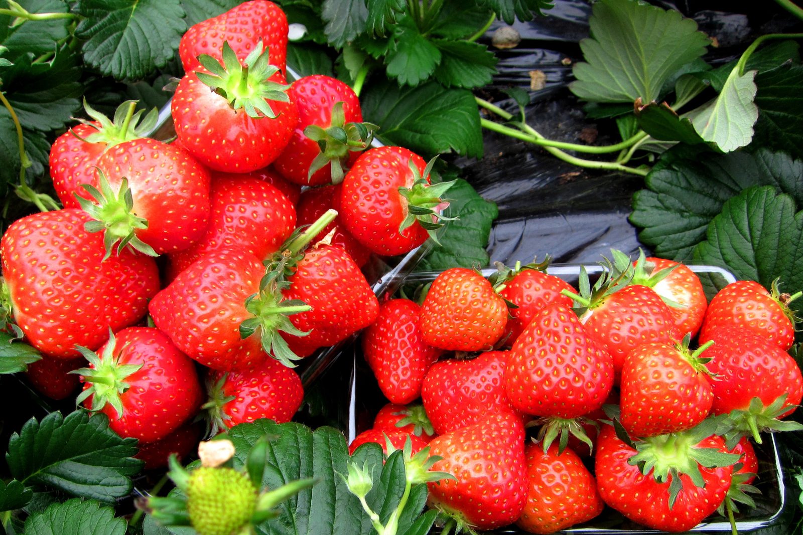 Strawberry picking] All-you-can-eat brand strawberry 