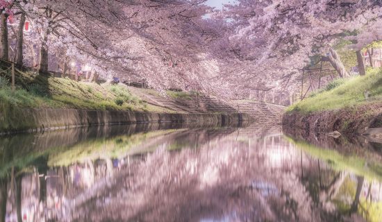 Cherry blossoms