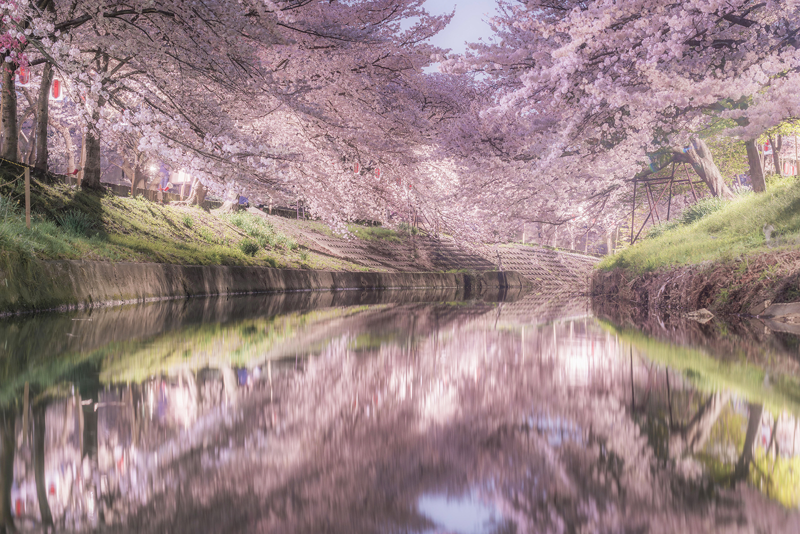 Cherry blossoms