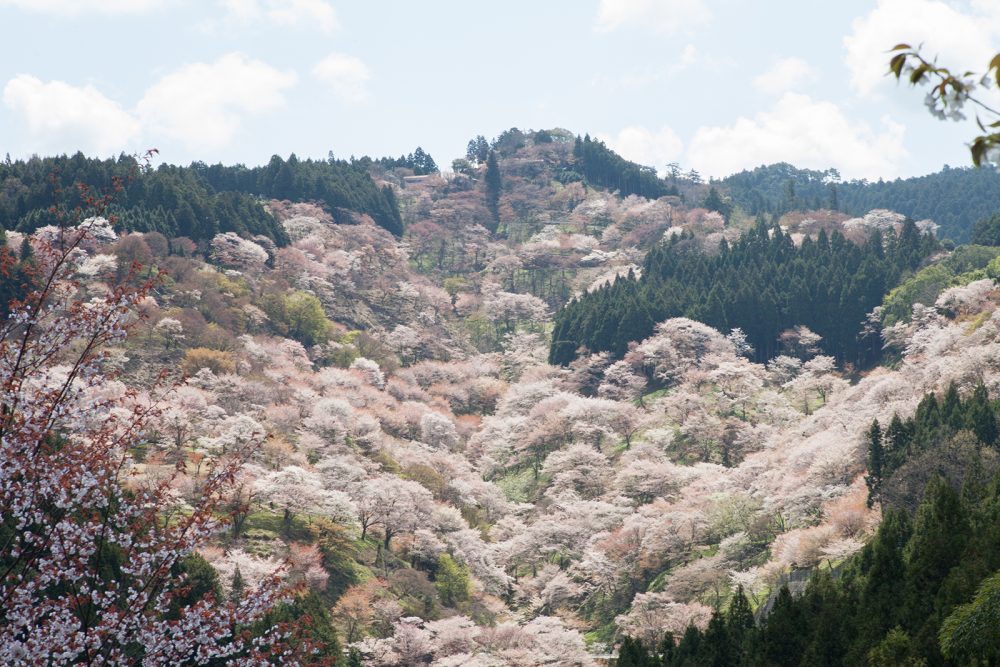 Mt. Yoshino, a famous cherry blossom spot dyed in Shirayamazakura at a glance