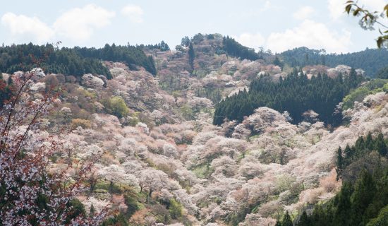 Cherry blossoms of Yoshinoyama and Takizakura