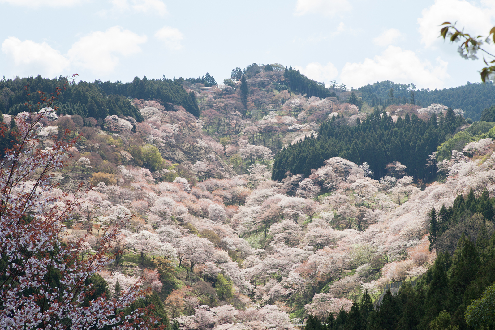 Cherry blossoms of Yoshinoyama and Takizakura