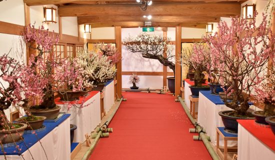 The 22nd Yamatokoriyama Bonbai Exhibition