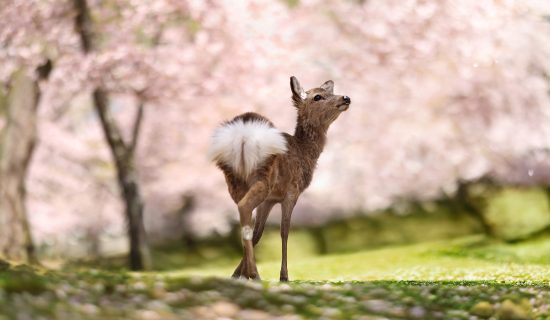 Cherry blossoms