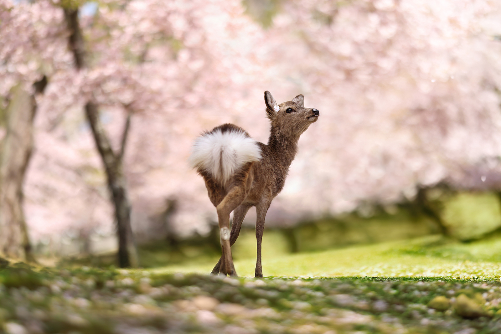 Cherry blossoms