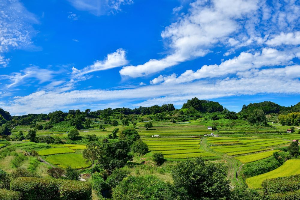 Receive the message of the Asuka era! Volunteer Guide and Cycling