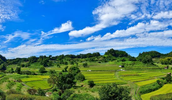 Receive the message of the Asuka era! Volunteer Guide and Cycling