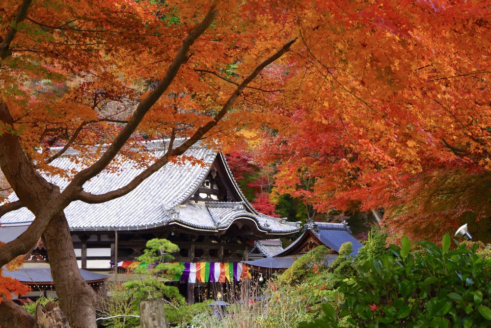 【Autumn】 Autumn leaves spots that color the autumn of Nara