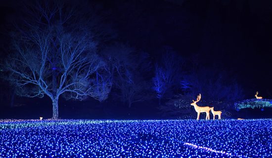 [Events and Activities] Enjoy light and taste in Nara in winter　