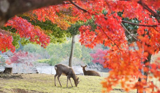포토 갤러리 이미지 | 그랜드 머큐어 오키나와 잔파미사키 리조트