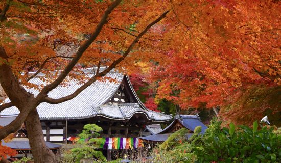 【Autumn】나라의 가을을 물들이는 단풍 스팟