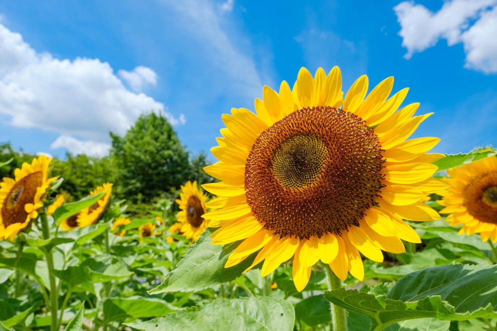 豊かな自然が織りなす夏の奈良へ＜夏のおすすめコース＞