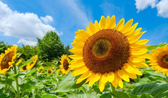 豊かな自然が織りなす夏の奈良へ<夏のおすすめコース>