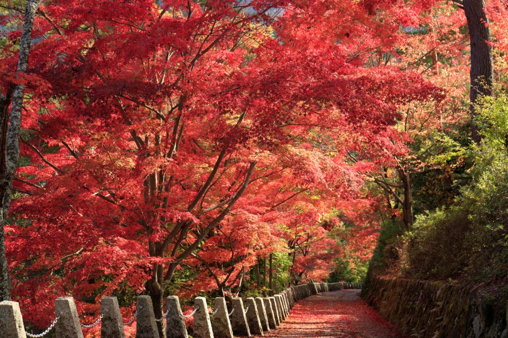 吉野山